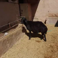 فروش چند راس میش آبستن از همو
