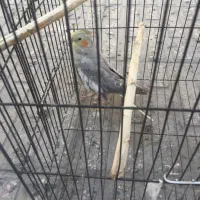 عروس هلندی معاوضه|پرنده|تهران, مشیریه|دیوار