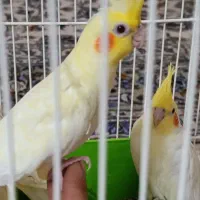 عروس لوتینو خانگی|پرنده|کاشان, گبرها|دیوار