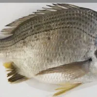 تور ماهیگیری