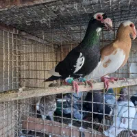 اسکندرون اصیل وارداتی جفت،کاریر نروماده اصیل