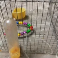 قفس مرغ عشق