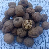 گردو|عمده‌فروشی|شیراز, ریشمک|دیوار
