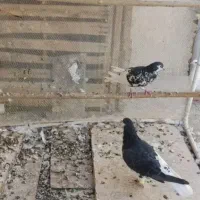 کفتر افغانیافشون نر ماده|پرنده|فشاپویه, |دیوار