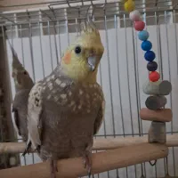 عروس هلندی مولد جفت همراه قفس و وسایل