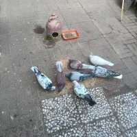 فروش کبوتر|پرنده|لنگرود, |دیوار