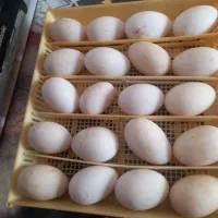 تخم قوغاز میکس خالماگور لیندا