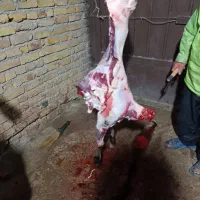 قصابی سیار گوسفند