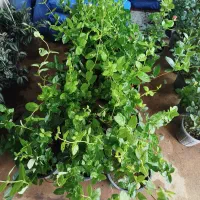 برای باغتون گل نمیخاید باغتون زیبا کنید ۲۵۰ تا ۳۵۰