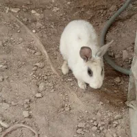 خرگوش سفید