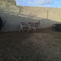 الاغ و کره الاغ