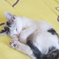 گربه گمشده|گربه|رودهن, |دیوار