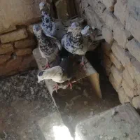 کفتر