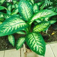 دیفن باخیا ،گل و گیاه آپارتمانی