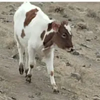 گوساله|حیوانات مزرعه|ارشق, |دیوار