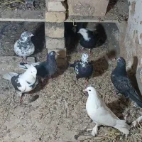 6،000|پرنده|سجاس رود, |دیوار