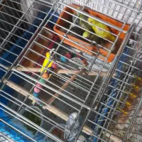 مرق عشق|پرنده|شاهین‌شهر, شهرک میلاد|دیوار