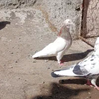 گندم دیم