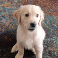 گلدن رتریور طلایی