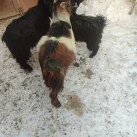 سه عدد گیسگ نر|حیوانات مزرعه|دهگلان, |دیوار