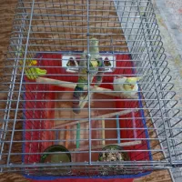 عروس هلندی|پرنده|سنندج, |دیوار