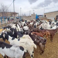 بز داشتی|حیوانات مزرعه|اسفراین, |دیوار