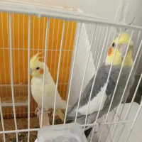 جفت عروس هلندی لوتینو و خاکستری با 4تا تخم