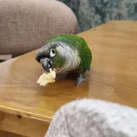 گرینچیک نر باهوش