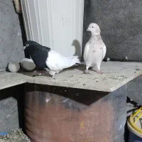 کبوتر،قناری،فروش معاوضه