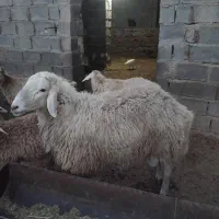قوچ|حیوانات مزرعه|شیروان (خراسان), |دیوار
