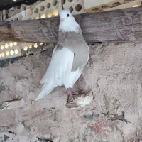 طوقی آجری|پرنده|مبارکه, |دیوار