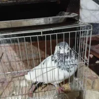 پرند|پرنده|رضوانشهر, |دیوار