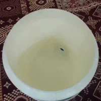 کلمن نو نو|ظروف نگهدارنده، پلاستیکی، یک‌بارمصرف|اهواز, نادری|دیوار