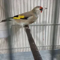 سهره دورگ داغسر رنگ کرم|پرنده|تهران, مشیریه|دیوار