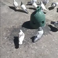 کبوتر فروشی|پرنده|رزن, |دیوار