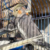 عروس هلندی آماده نصب کشی