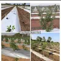 نایلکس مالچ کشاورزی پسته