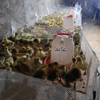 جوجه غاز و قوغاز
