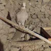 دوازده عدد کبوتر حسابی و قشنگ|پرنده|قم, پردیسان|دیوار