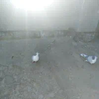 کفتر برشی|پرنده|جلگه رخ, |دیوار