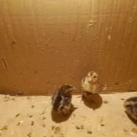 واگذاری جوجه بلژیکی ده روزه
