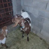 بزدوقلو زا|حیوانات مزرعه|گنبکی, |دیوار