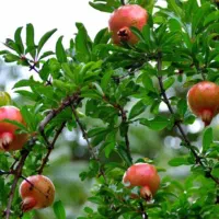 باغ-انار-سیرو