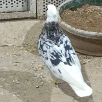 لیلک  (طوق دوکت سرور)