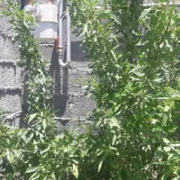 باغ ویلا 1500 متر در دهکده سبر امند فروش یا معاوضه|فروش خانه و ویلا|صوفیان, |دیوار