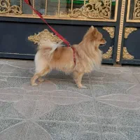 سگ پامر اورجینال قیمت 7نیم