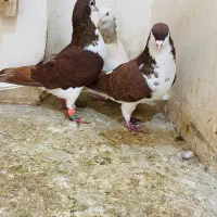 کفتر یا کبوتر طاووسی پلاکی عتیغه ساده سرخ|پرنده|مشهد, نیزه|دیوار