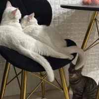 واگذاری دو گربه نر