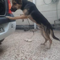 سگ ژرمن
