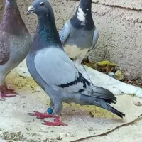 کبوتر ۵تا